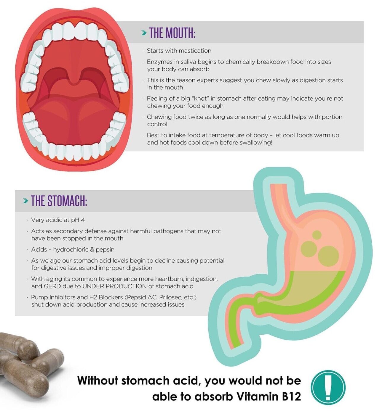 how digestion works infographic