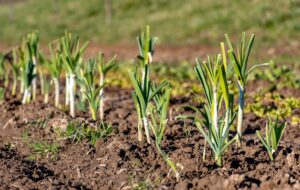 Row of leeks planted and growing in a field