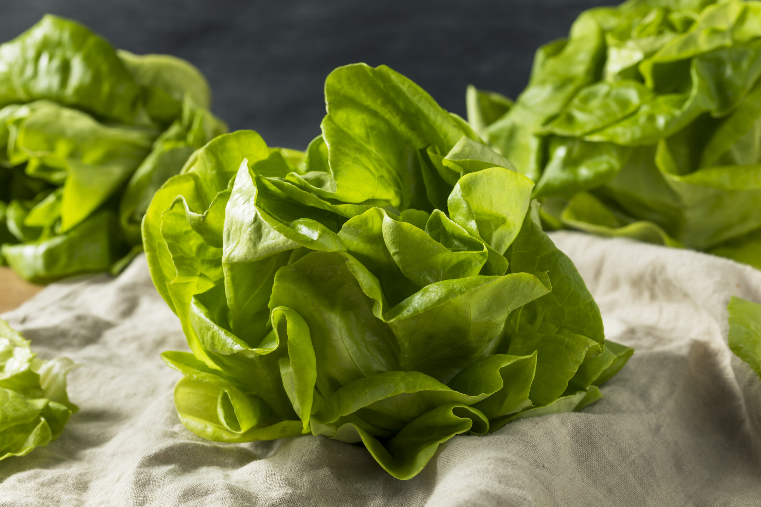 raw green organic butter lettuce
