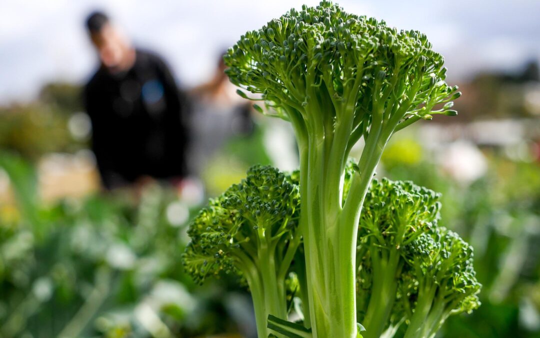 broccoli stalk in field