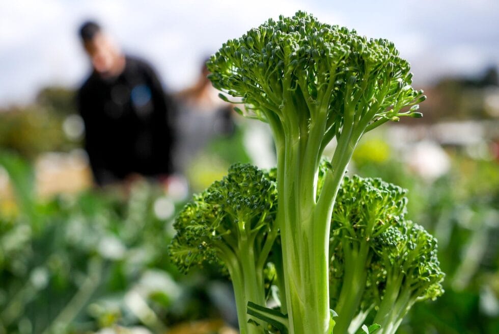Is Broccoli Good For Weight Loss?