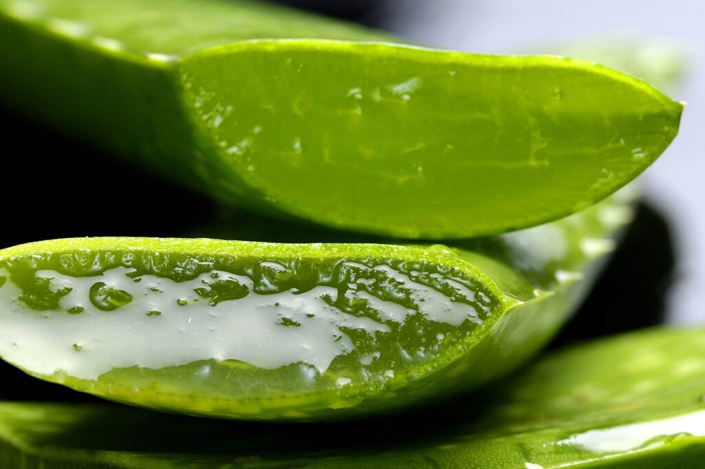 aloe vera plant cut showing gel used for sunburn