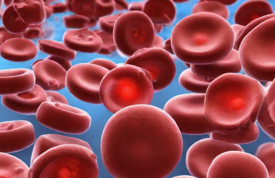 red_blood_cells_in_the_body