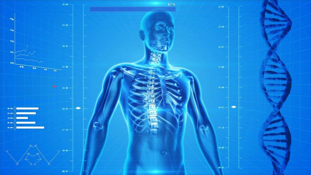 human body diagram showing skeleton