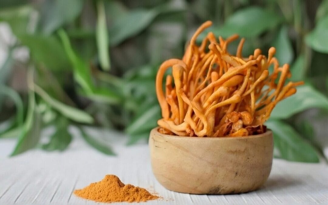 Cordyceps extract supporting cellular energy and hydration